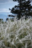 Gras buiten Mostar in Bosnië en Herzegovina