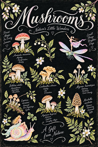 Mushrooms – Nature’s Little Wonders