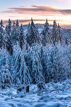 Winterlandschap in de avondzon van Jens Sessler