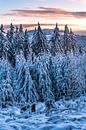 Winterlandschaft in der Abendsonne von Jens Sessler Miniaturansicht
