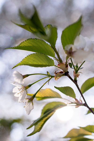 Blossom in bloom by Evelien Oerlemans