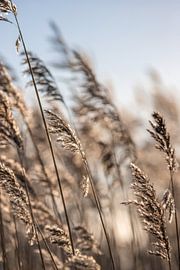 Grobe Fahnen von Marlot Bakker