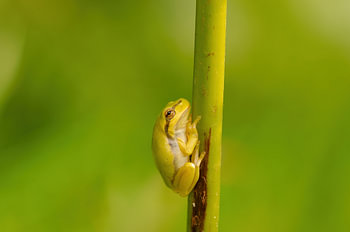 Laubfrosch