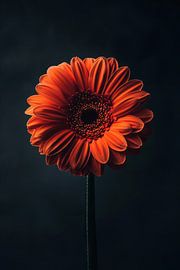 Gerbera von Poster Art Shop