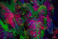 Caladium rose