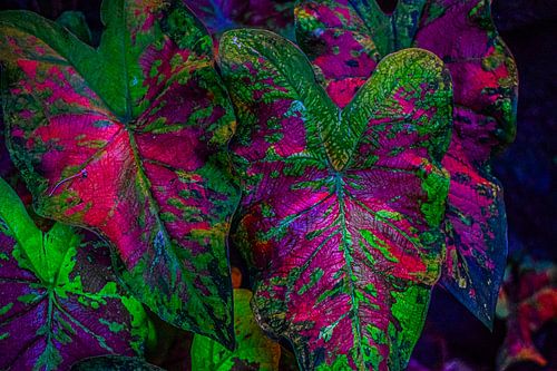 Caladium Roze