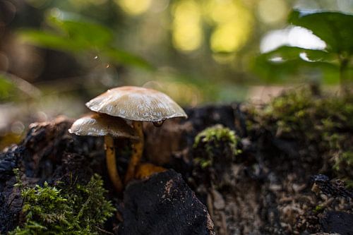 Mushrooms in Autumn