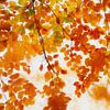 Herfstbladeren in schilderij stijl van Francis Dost