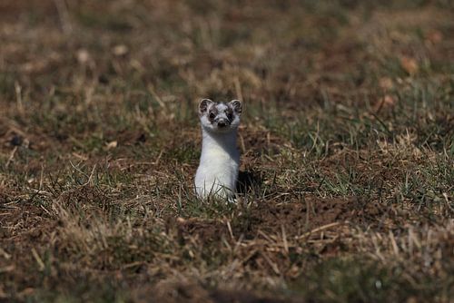 Hermine (Mustela erminea) Allemagne