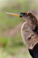 Slangenhals Vogel (Anhinga)