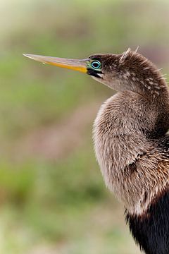 Slangenhals Vogel (Anhinga) van Angelique Faber