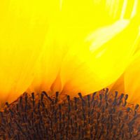 BERLIJN Bloemen - zonnebrand