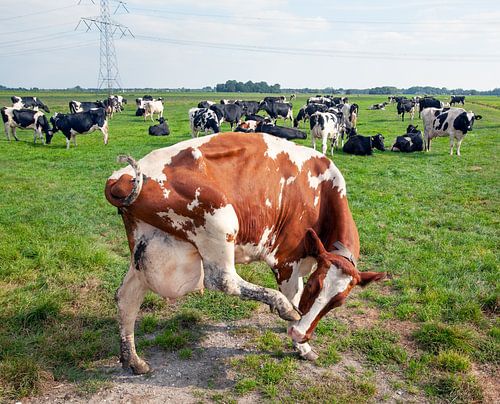 Vache qui démange