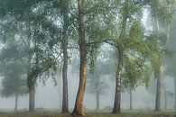 Morning Mist by Ellen Borggreve thumbnail