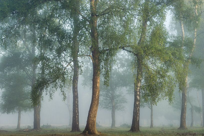 Morning Mist by Ellen Borggreve