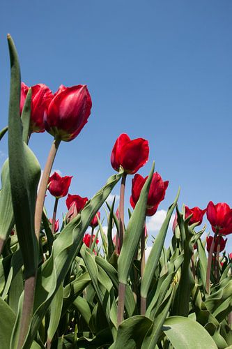 Rode tulpen
