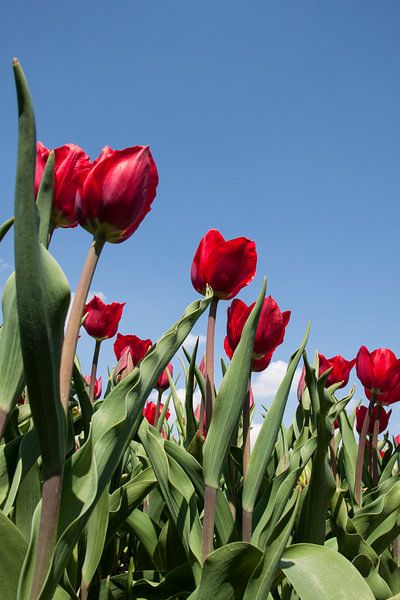 Rode tulpen by Wim de Lange