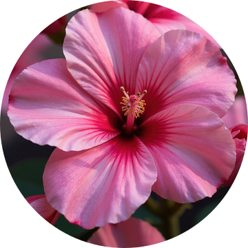 Roze Hibiscusbloesems en knoppen van Markus Gann