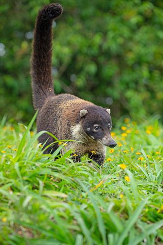 Staande staart in het groen – neusbeer op zoek naar voedsel