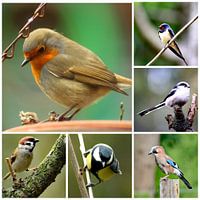 Vogels