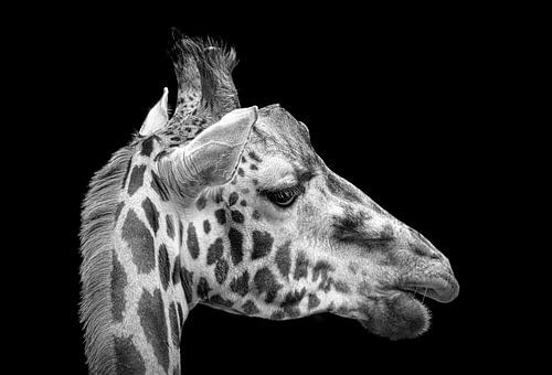  Kopf einer Giraffe von Rietje Bulthuis