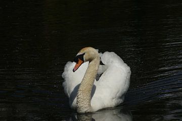 Mute Swan by Marcel Stevens