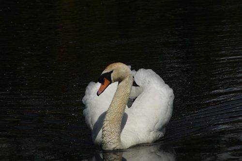 Mute Swan