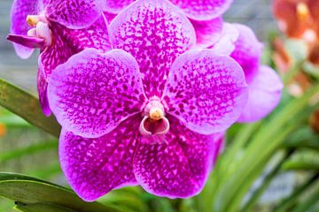 lila  farbene Orchidee in Thailand