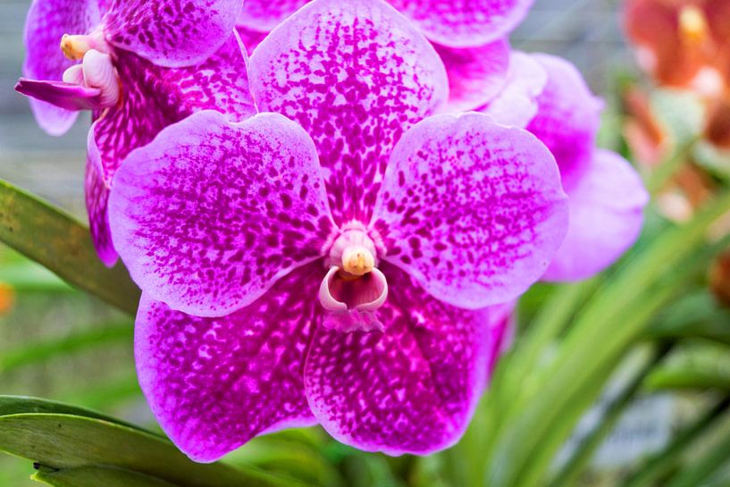 lila  farbene Orchidee in Thailand von Babetts Bildergalerie
