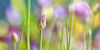 Allium von Violetta Honkisz Miniaturansicht