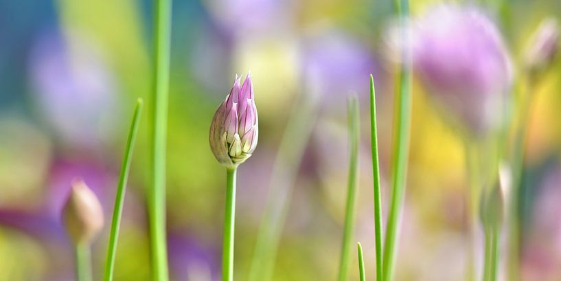 Allium von Violetta Honkisz