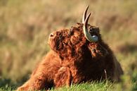 Schotse hooglander Koe van Fotografie Sybrandy thumbnail