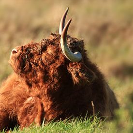 Schottische Highlander-Kuh von Fotografie Sybrandy