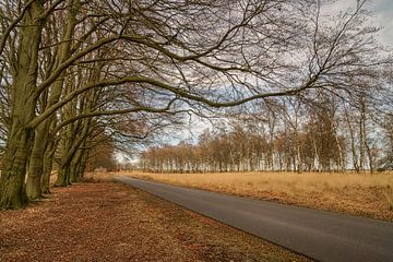 Une route tranquille dans le parc national du Hoge Veluwe