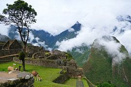 Machu Picchu