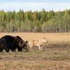 Wolf en bruine beer in Finland | Natuurfotografie van Nanda Bussers