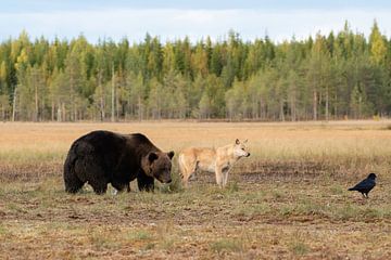 Loup et ours brun en Finlande | Photographie de nature sur Nanda Bussers