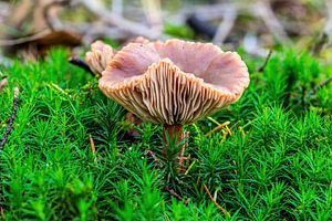 Der Lebermilchschwarm - Lactarius hepaticus
