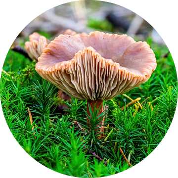De Levermelkzwam - Lactarius hepaticus