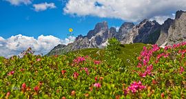 Summer at Rinderfeld