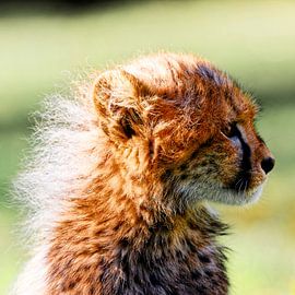 Petit chat sur Ken Kühlbrandt
