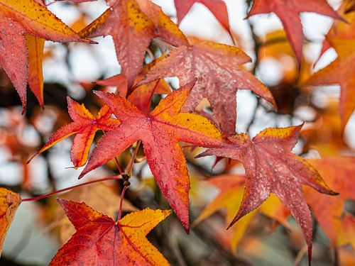 Herfstbladeren