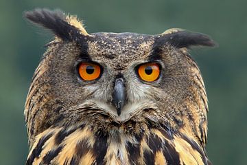 Europese Oehoe (Bubo bubo) van Ronald Pol