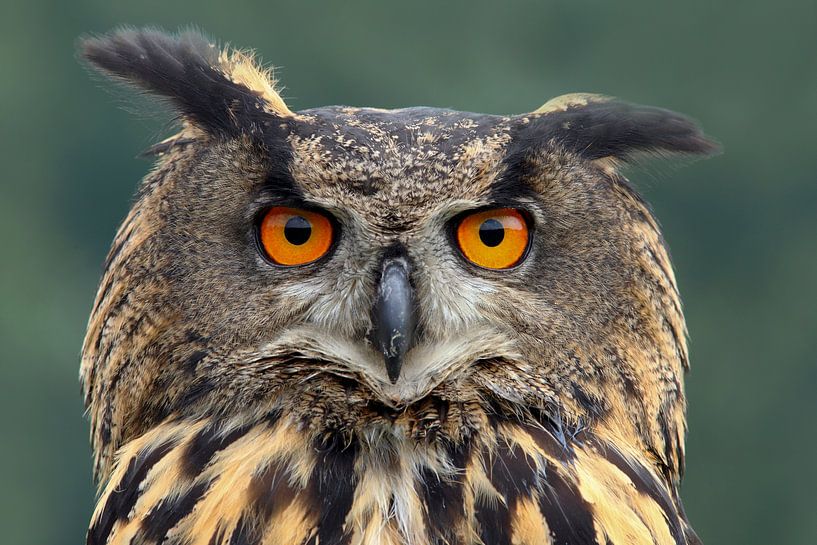 Portrait d'un hibou grand-duc européen par Ronald Pol