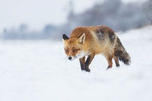 Winter sur Pim Leijen