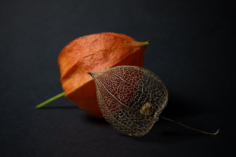 Still life of two generations by Marjolijn van den Berg