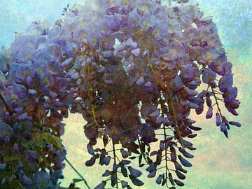 Een stortbui blauwe regen bloemen van Anita Snik-Broeken