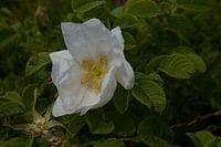 Witte bloem wilde roos