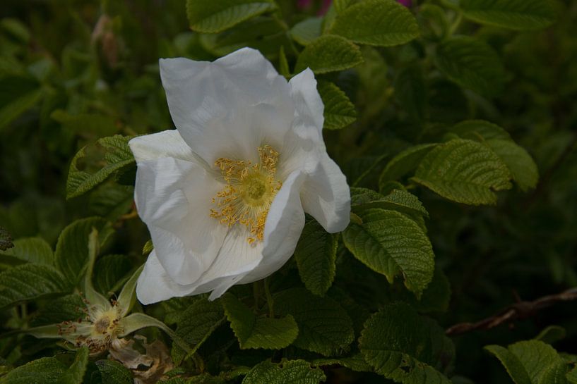 Witte bloem wilde roos von Abra van Vossen