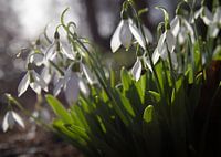 Schneeglöckchen verkünden die ersten Tage des Frühlings